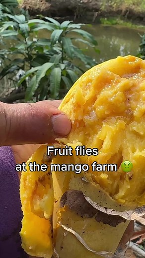 Protecting Mangoes from Fruit Flies in Thailand: A Guide