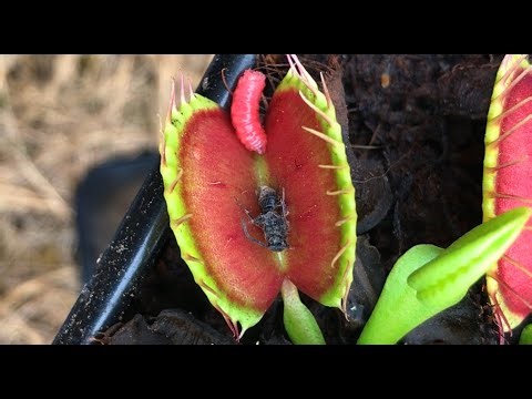 CARNIVOROUS PLANTS EATING SONG - USA 🇺🇸 Venus Fly trap flytrap flytraps