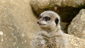 🐾 MEET OUR MEERKATS 🐾 | Jersey Zoo