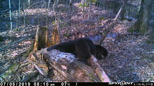 18 reactions | Bears are curious animals, we all know that. But when it comes to Rack Stacker Mineral, they also like the smell and prefer to cover themselves in it. Elk followed shortly behind to consume the goodness | Rack Stacker Inc | Facebook