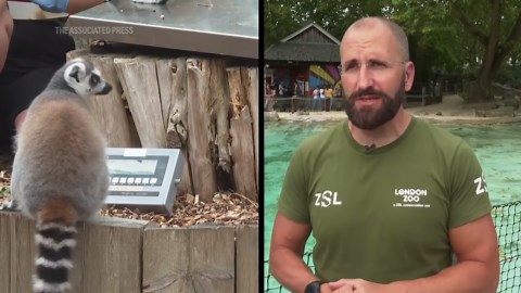 Zoo animals are weighed and measured in annual stocktake