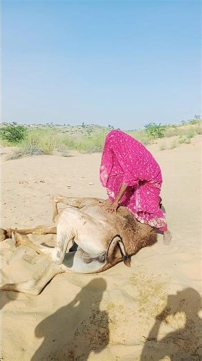 امرأة صحراء ثار تملأ الماء على الجمل#camelcreator #shortscreator #videocreator #travelcreator