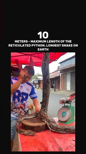 10 — METERS - MAXIMUM LENGTH OF THE RETICULATED PYTHON. LONGEST SNAKE ON EARTH
