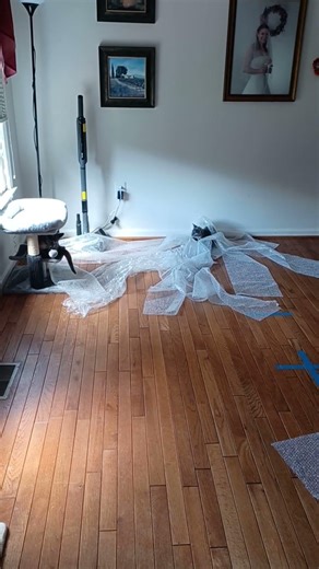 2024.08.12 Bubble Wrap fun for Lindy & Jitter