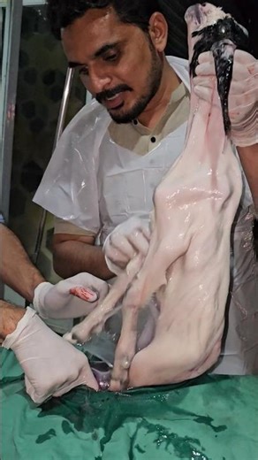 Goat C-Section Surgery | Healthy Kids Delivery | Cesarean Section in Goat |