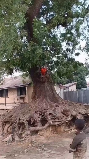 This Tree Is Burning From the Inside… Yet It Refuses to Fall 😱🔥 | The Nature