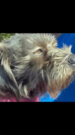 Sweetest Scruffy Face Ever!!! 😍 Meet Suede! 💕 This adorable little Schnauzer–Terrier mix is estimated to be about 5–6 years old — petite, precious, and perfectly travel-sized for your convenience! 🐾 Suede is gentle, loving, and oh-so-sweet — one look into those soulful eyes and you’ll be hooked! 😍 If you’re interested in preadopting Suede, fill out an application using the link below! Welcome to Wet Noses, sweet girl — your new life starts NOW! 🥹💖 👉 Apply today: WetNosesAnimalRescue.org �