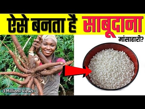 ऐसे बनता है साबुदाना । Sabudana ( Tapioca Sago ) Making Process in Hindi