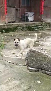 🐶 Dancing Dogs Grooving to the Beat | Watch These Adorable Pups Dance to Music