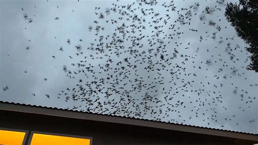 Des centaines d'oiseaux s'installent dans la cheminée d'un Californien