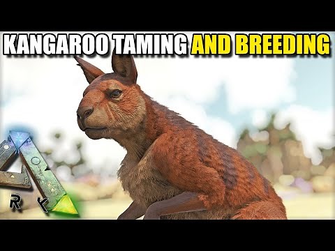 KANGAROO TAMING AND BREEDING | ARK SURVIVAL EVOLVED EP31