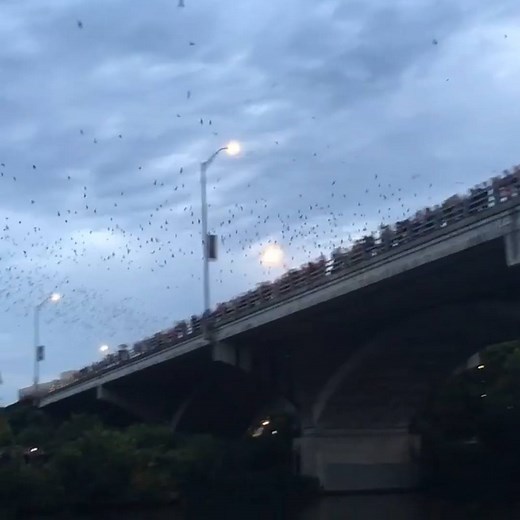 142K views · 547 reactions | People line up to watch a million bats fly under this bridge. Learn more about Austin by using our link. We may make some money: https://goo.gl/iNwlwF | Insider Travel | Facebook