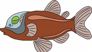 Barreleye Fish Aren't Something You Can See While Snorkeling