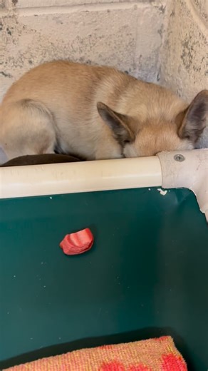 These two, young female dogs were surrendered by their owner to animal control in Kerrville. Their owner offered no information about them, not even their names. They are terrified. Wish us luck as we try to comfort them and save their lives. | Kerrville Pets Alive