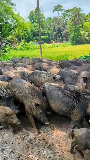 Old MacDonald pig farming #pig #animals