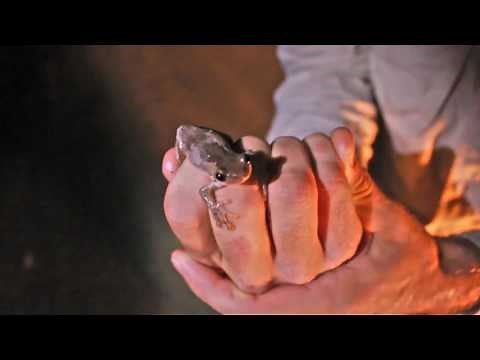 Frogs of the Illawarra - Bleating Tree Frog
