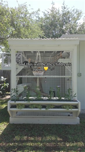Creating the Perfect Catio for Your Cats