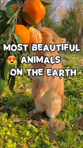 Most Beautiful Animals in the World 🐅🌍