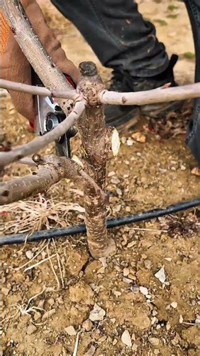 cherry tree pruning #satasfing #pruning #shortvideo