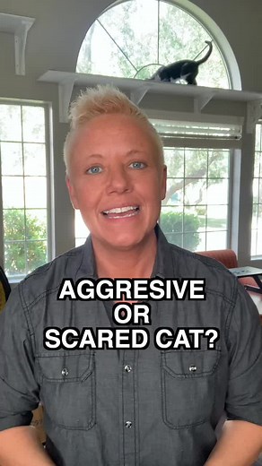Cat Tip of the Day: Does your kitty have any type of behavioral issue? #cattips101 #cats #catsoftiktok #catbehavior