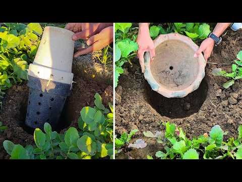 Bury these in your garden bed if you want your own compost and bigger plants