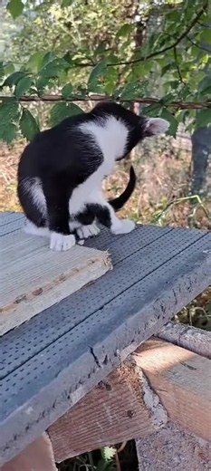 Black and White Cat Moments - Adorable Tricks & Playful Antics