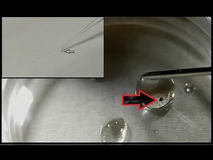 Nouvelle puce colombienne injectable (Mai 2021)