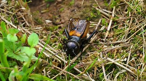 Field Cricket, Chirping, Real Grill. Free Stock Video