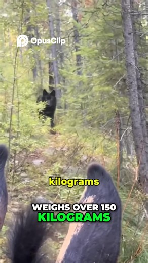 1.3K views | Giant Wolf Encounter: The Legendary Yakut Wolf! #reelsfbシ #reelsviralシ #unbelievable #everyone | Juby Dita | Facebook