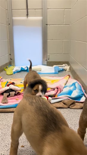 For puppies, any time is playtime! Meet the new kids at Tri-County Humane Society - learn more about them by visiting our website or stop by to see them. Today's hours: 12-3 p.m. We are closed Thursday (Jan 1.) for New Year's Day. #AdoptatTCHS #TCHSpuppies #puppy #puppylove Video by Jasmine G., CVT | Tri-County Humane Society
