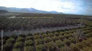 Palm Tree farm at Salton Sea