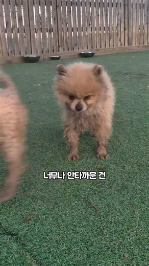 새끼는 낳는 도구로 살아온 하이를 도와주세요‼️