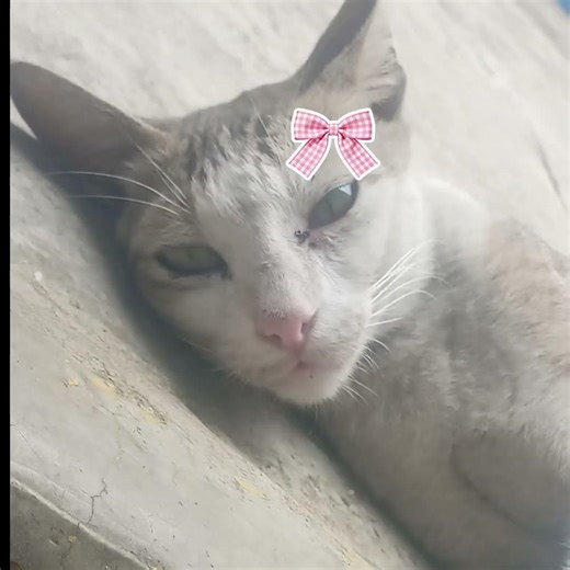 comment your cat :#catshorts #cat #catsleeping #catlife #viralshort