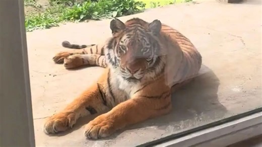 Zoo offers rooms sleeping next to a TIGER with just a pane of glass between them