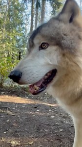52K views · 11K reactions | I love it when the days start to cool off, and the winter coats start to come in! I could spent the whole afternoon with Wolf Dog Ambassador Max, but alas, I am busy. Grateful for the moments I do get to enjoy! #wolfwednesday #Max #wolfdogcommunity #amazinganimals | Because We Matter | Facebook