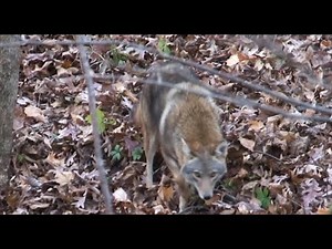 You're Too Close Coyote