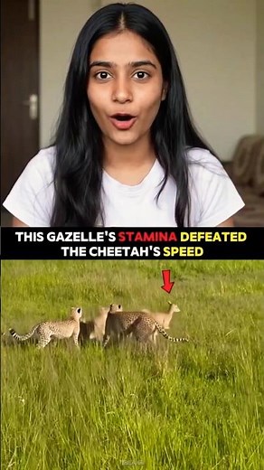 Gazelle Outsmarted the Cheetah! Speed vs Stamina 🐆🦌 | Unbelievable Wildlife Chase#short