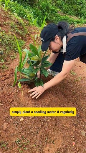 Sweet, Juicy, and Easy to Grow Why You’ll Love the Loquat Tree | Green Crafted