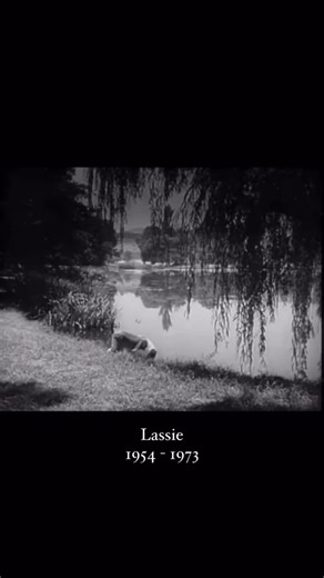 “Lassie,” a children’s tv show that continued its popularity into the 1960s, featured the adventures of a loyal Collie named Lassie and her young owner, Timmy. The show, which originally aired in the 1950s, became a cultural icon in the ‘60s, embodying wholesome family values and rural American life. Its enduring appeal was marked by its focus on themes of friendship, bravery, and the deep bond between humans and their pets. #vintage #classictv #lassie #1960s #retro