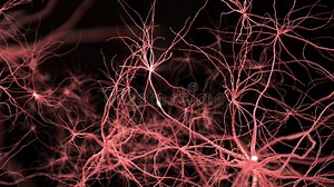 Neurone Synapse Network. Flight through Brain. Medical and Science Animation. Stock Video - Video of biological, axon: 46172103