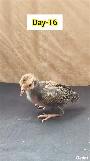 Tiny Chick’s Beautiful Growth Story 🐥❤️