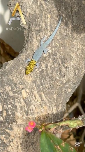 Yellow-Headed Dwarf Gecko in Perfect Camouflage