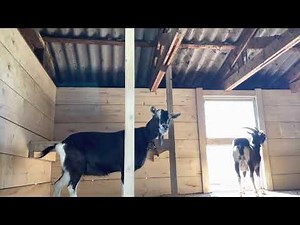 Unser neuer Ziegenstall