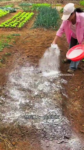 #Soil Improvement Tips for Vegetable Growing #Quicklime for Vegetable Planting