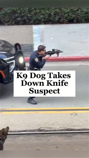 San Diego K9 Takedown: Police Dog Ends Knife Suspect Standoff (Caught on Camera)