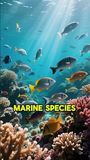 The Hidden Coral Paradise of Honduras 🌊🐠 | Did You Know?