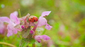 Ladybug crawls over flower petals - Free Stock Video