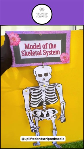 Model of a Skeleton- Human Body Systems School Project- The Skeletal System- Human Anatomy Project- School Project Ideas #anatomymodel #sciencemodel #labledskeleton #skeletondiagram #bonesinthehumanbody