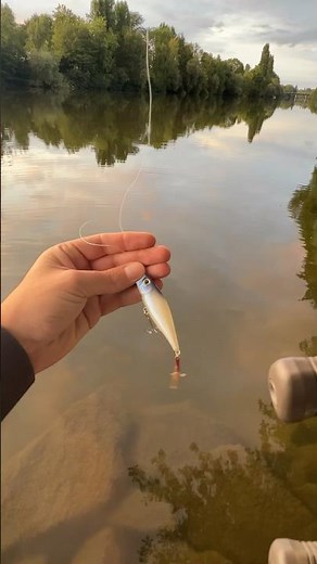 Testing Lucky Craft Bevy Popper 50 🎣💦 #fishing #luckycraft #topwaterfishing