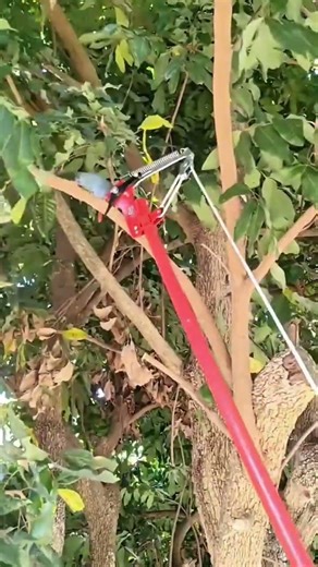 Using a telescopic pruning saw to cut high tree branches safely and efficiently in the garden area